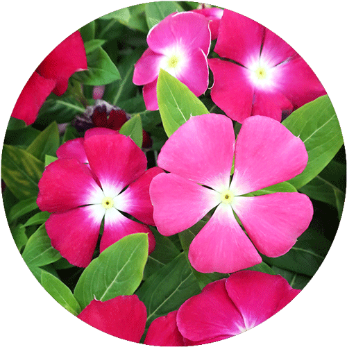 Light pink and pink-red Vinca blooms.